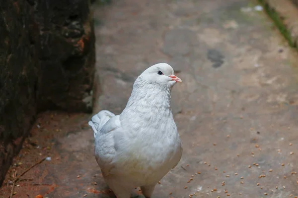 Primer Plano Una Paloma Blanca Caminando Por Suelo — Foto de Stock