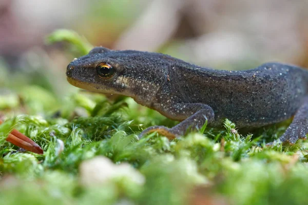 Macro Smooth Newt Nature — Stock Photo, Image