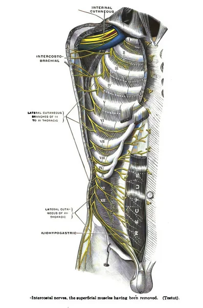 Stránka Anatomické Učebnice Století Která Vysvětluje Strnulost Mezižeberních Nervů — Stock fotografie