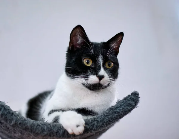 Adorable Gato Blanco Negro Con Grandes Ojos Expresivos Acostado Torre — Foto de Stock