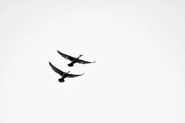 Par Trenzas Cormorán Flotando Aire Fondo Del Cielo Blanco — Foto de Stock