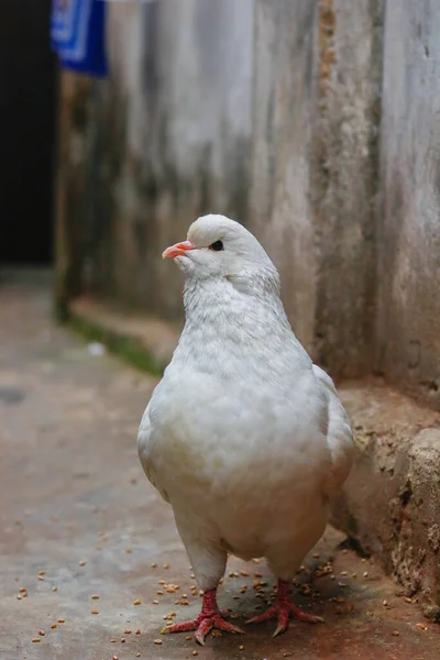 かわいい白い鳩の垂直クローズアップショット — ストック写真
