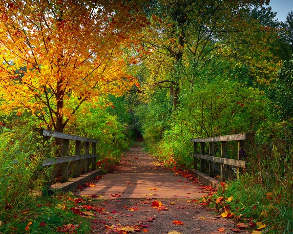 Trail Beautiful Autumn Forest Upstate New York — Stock Photo, Image