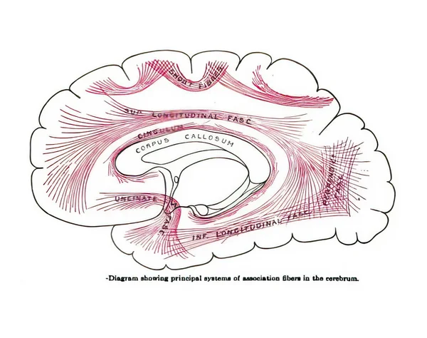 Diagrama Livro Anatomia Século Xix Mostrando Principais Sistemas Fibras Associação — Fotografia de Stock