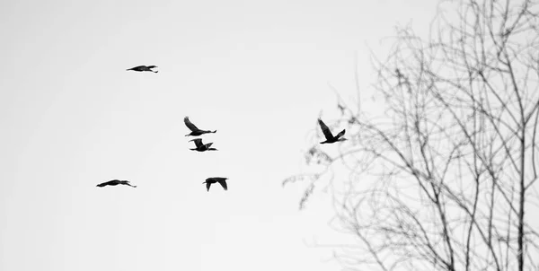 Una Silueta Una Bandada Cormoranes Voladores — Foto de Stock