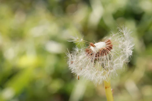 Una Hermosa Toma Diente León Sobre Fondo Borroso — Foto de Stock