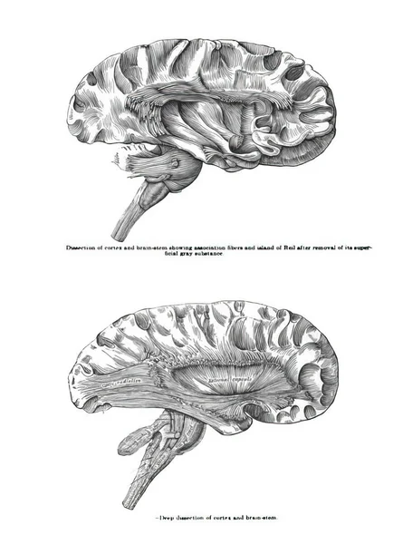 Рисунок Брауна Учебника Анатомии Xix Века — стоковое фото