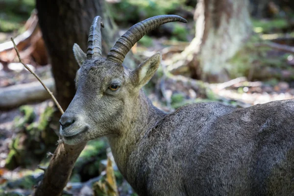 Cliché Envoûtant Capricorne Ibex Regardant Arrière Dans Les Bois Les — Photo