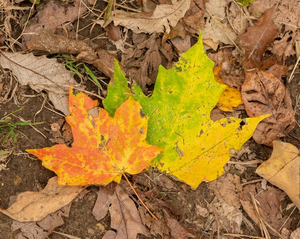 Una Toma Alto Ángulo Hojas Otoño Caídas Suelo —  Fotos de Stock