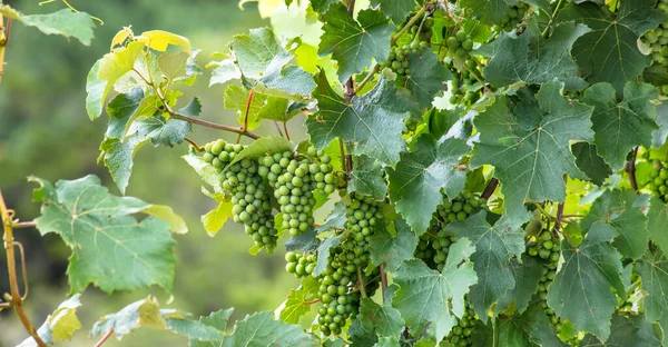 Primer Plano Uvas Con Hojas Verdes Vid Con Fondo Borroso — Foto de Stock