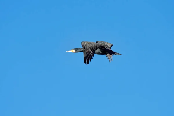 Único Pássaro Corvo Marinho Voando Fundo Céu Azul — Fotografia de Stock