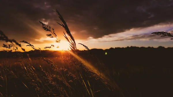 阳光下麦穗在田里的轮廓 — 图库照片