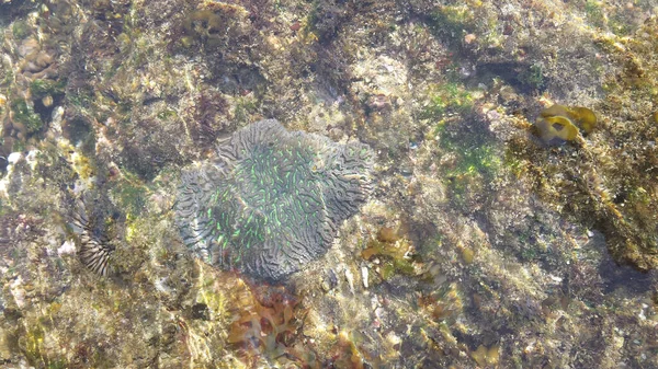 Vadon Élő Állatok Korallzátonyon Watu Karung Beach Kelet Jáva Indonézia — Stock Fotó