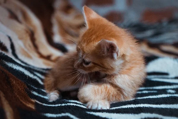 毛布の上に寝そべって足で遊んでいるかわいい猫の肖像画 — ストック写真