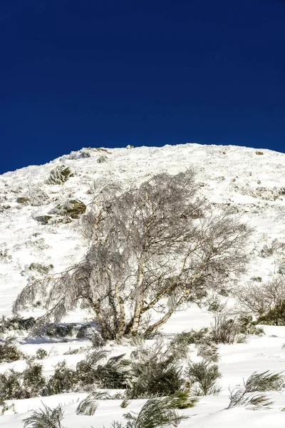 Vertical Shot Ofsnowy Field Auvergne Volcanoes Regional Natural Park France — Stock Photo, Image