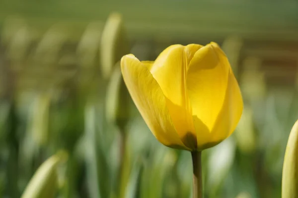 Primer Plano Lindo Tulipán Bajo Luz Del Sol —  Fotos de Stock
