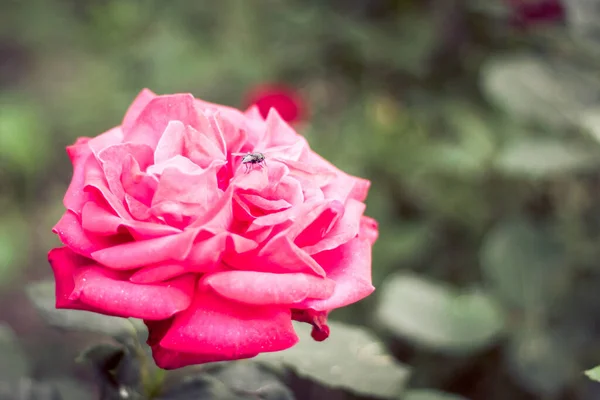 Płytkie Ujęcie Ostrości Wspaniałej Różowej Róży Maleńką Muchą — Zdjęcie stockowe