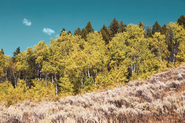 Une Forêt Verdoyante Sur Flanc Montagne Montana — Photo