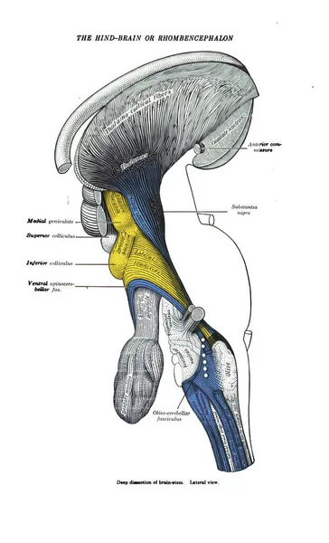 Uma Página Livro Século Xix Explicando Estrutura Cérebro Traseiro — Fotografia de Stock
