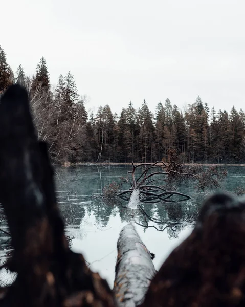 Вертикальный Снимок Разбитого Дерева Озере Лесом Заднем Плане — стоковое фото
