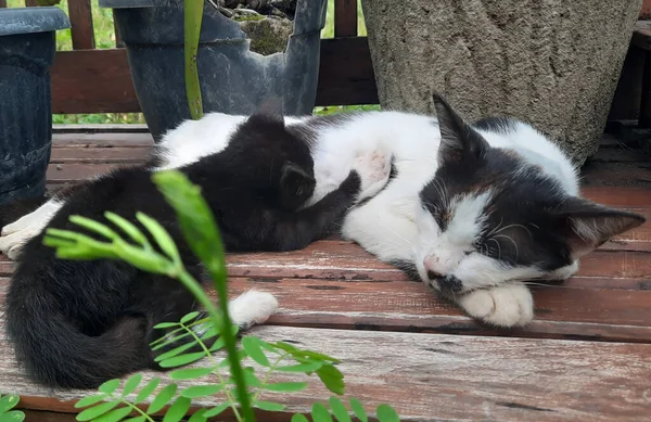 低い角度のビューでベンチに横たわっている間 母猫で子猫の吸殻 — ストック写真