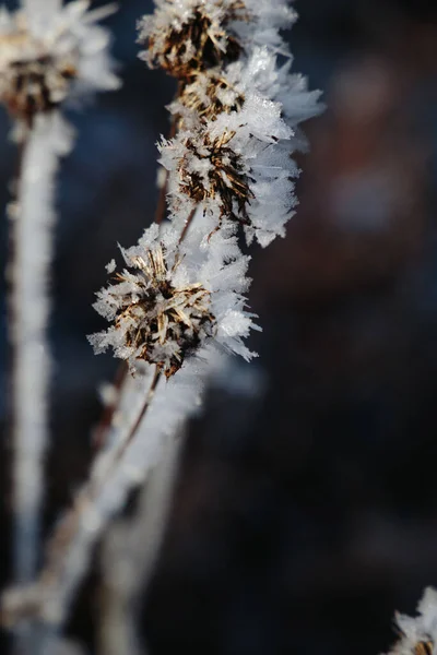 Вертикальний Вибірковий Фокус Замерзлих Квітів Холодний День — стокове фото