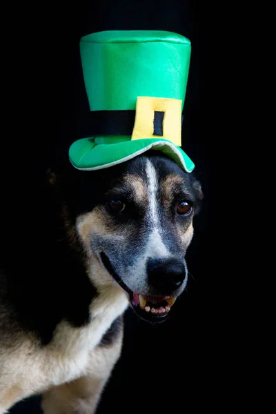 Portrait Mongrel Dog Patricks Day Hat — Stock Photo, Image