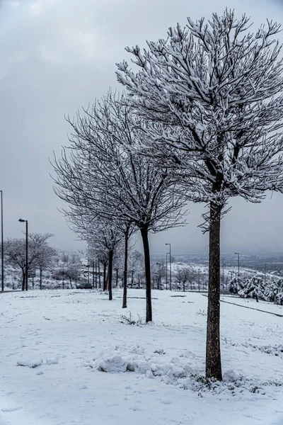 Vertikální Záběr Zasněžených Stromů Během Sněhové Bouře Filomény Arganda Del — Stock fotografie