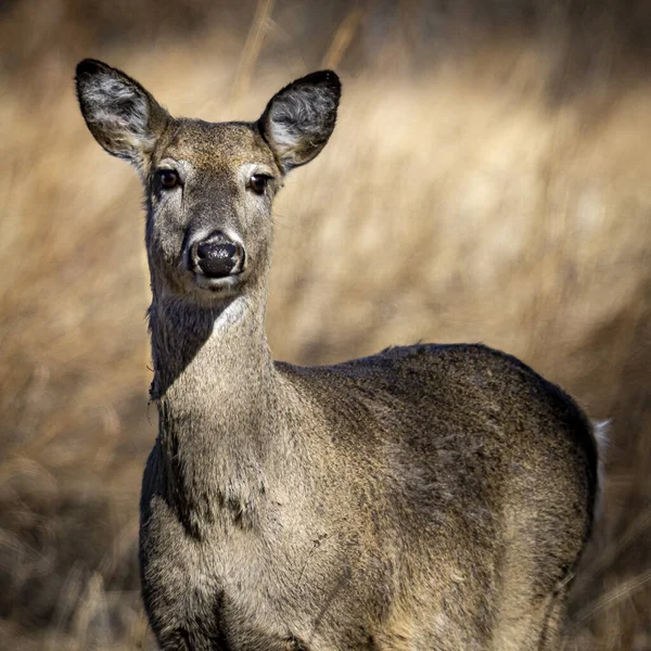 Deer Watch Camera Selective Focus Shallow Dof While Grazing Sunny — Stock Photo, Image