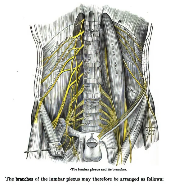 Een Pagina Uit Een 19E Eeuws Anatomisch Leerboek Structuur Van — Stockfoto
