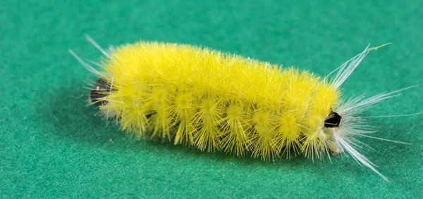 Een Close Opname Van Een Gele Rups Een Groene Achtergrond — Stockfoto