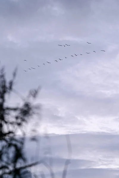 Eine Vertikale Aufnahme Eines Vogelschwarms Der Einem Bewölkten Himmel Fliegt — Stockfoto