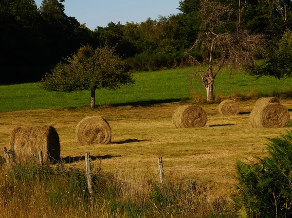 Campo Agrícola Localizado França Meio Campo Para Alimentar Gado — Fotografia de Stock