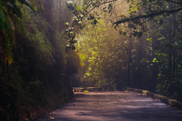 Μια Μυστηριώδης Λήψη Ενός Δρόμου Ένα Ομιχλώδες Δάσος Φρέσκα Πράσινα — Φωτογραφία Αρχείου