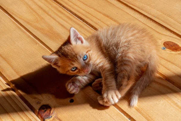 Portrait Cute Small Kitten Lying Wooden Floor Looking Somewhere Attentively — Stock Photo, Image