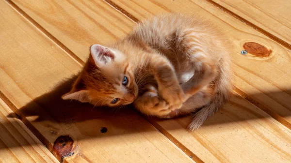 Retrato Gato Adorável Deitado Chão Madeira Brincando Com Pés — Fotografia de Stock