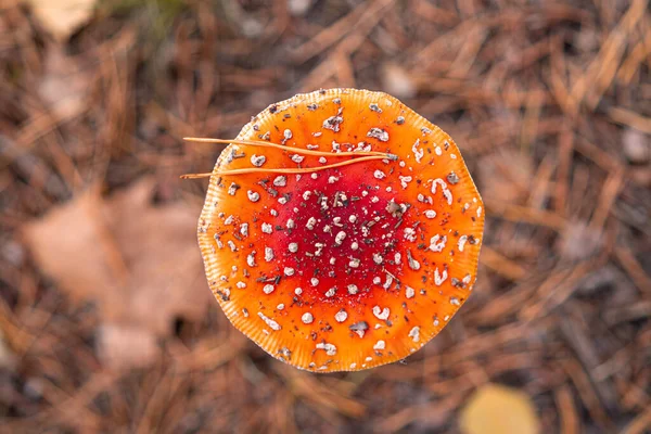 Closeup Top View Fly Agaric Mushroom Autumn Forest — Stock Photo, Image