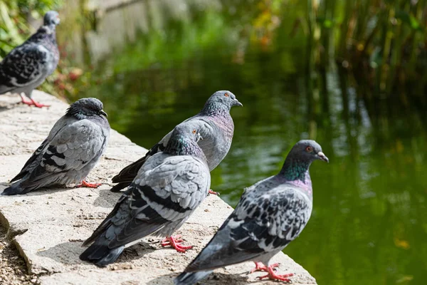 池に挟まれた鳩の群れのクローズアップ — ストック写真