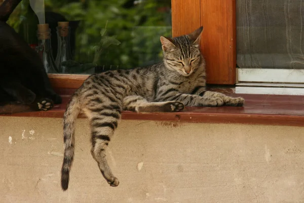 一只灰色的猫躺在窗台上 — 图库照片