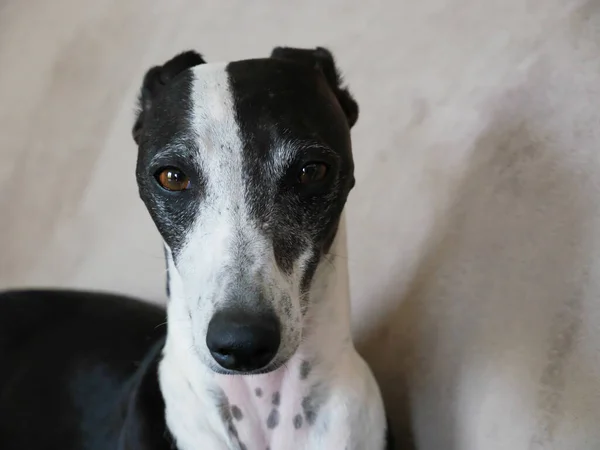 Cão Bonito Branco Preto Galgo Inclinado Parede Olhando Para Câmera — Fotografia de Stock