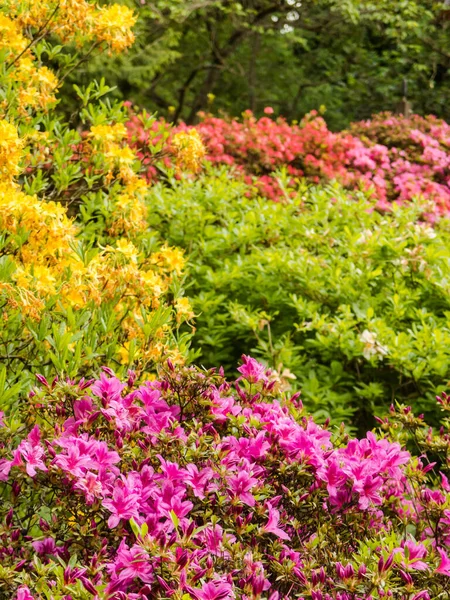 Színes Rododendronok Arborétumban Seattle Ben — Stock Fotó