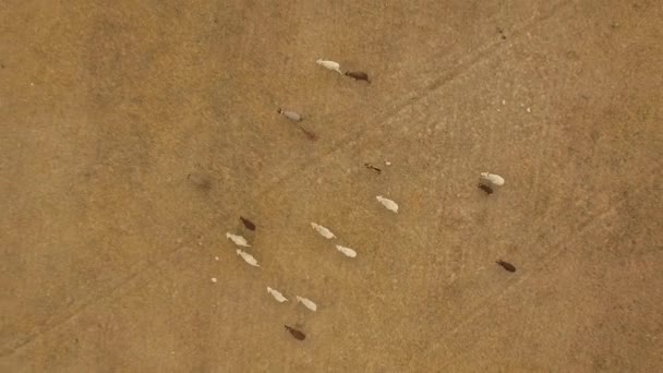 Aerial View Some Cows Walking Out Order Field Alentejo Portugal — Stock Video