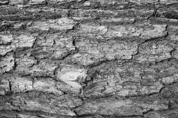 Closeup Grayscale Shot Old Pine Tree Bark Texture — Stock fotografie