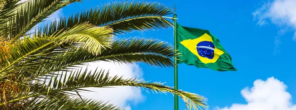 Панорама Бразильського Прапора Махає Біля Пальми — стокове фото