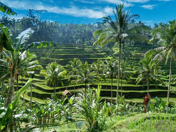 Bali Bir Pirinç Tarlası Merdiveni Palmiye Ağaçları Mavi Gökyüzü — Stok fotoğraf