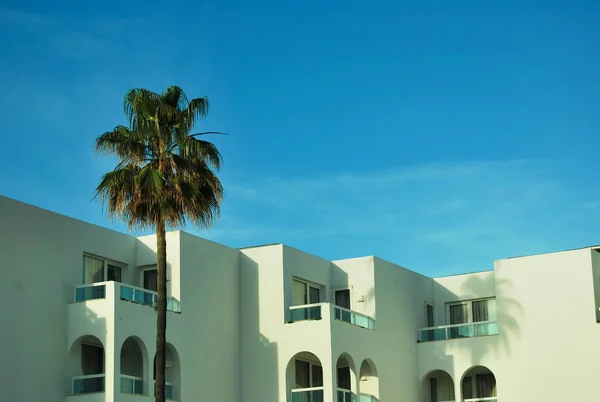 Eine Schöne Aufnahme Einer Palme Vor Einem Weißen Luxushaus — Stockfoto