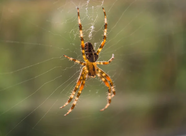 European Garden Spider Spinning Its Web Back View — Stock Photo, Image