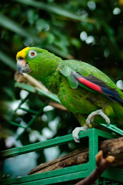 Pionowe Selektywne Zbliżenie Papugi Outdoo — Zdjęcie stockowe
