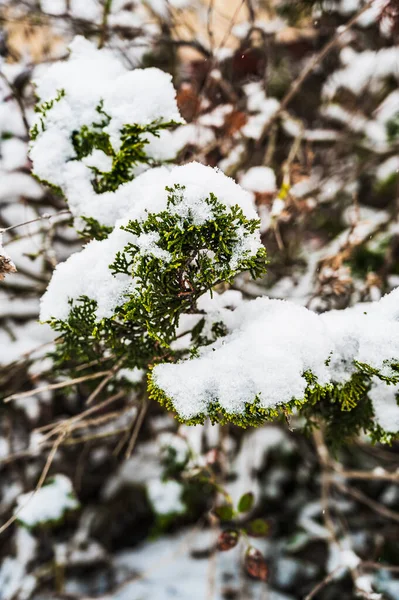 Eine Selektive Fokusaufnahme Schneebedeckter Nadelbaumzweige — Stockfoto