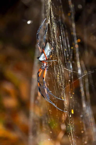 Tiro Vertical Uma Aranha Grande Uma Teia Ramo Árvore — Fotografia de Stock